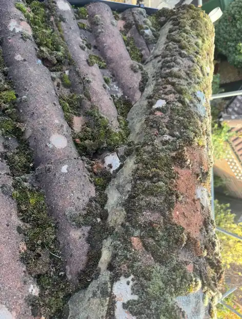 Moss and open mortar gaps along a clay ridge