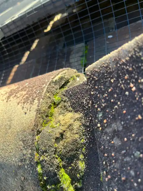 Failing ridge mortar and moss along a ridge next to bird mesh